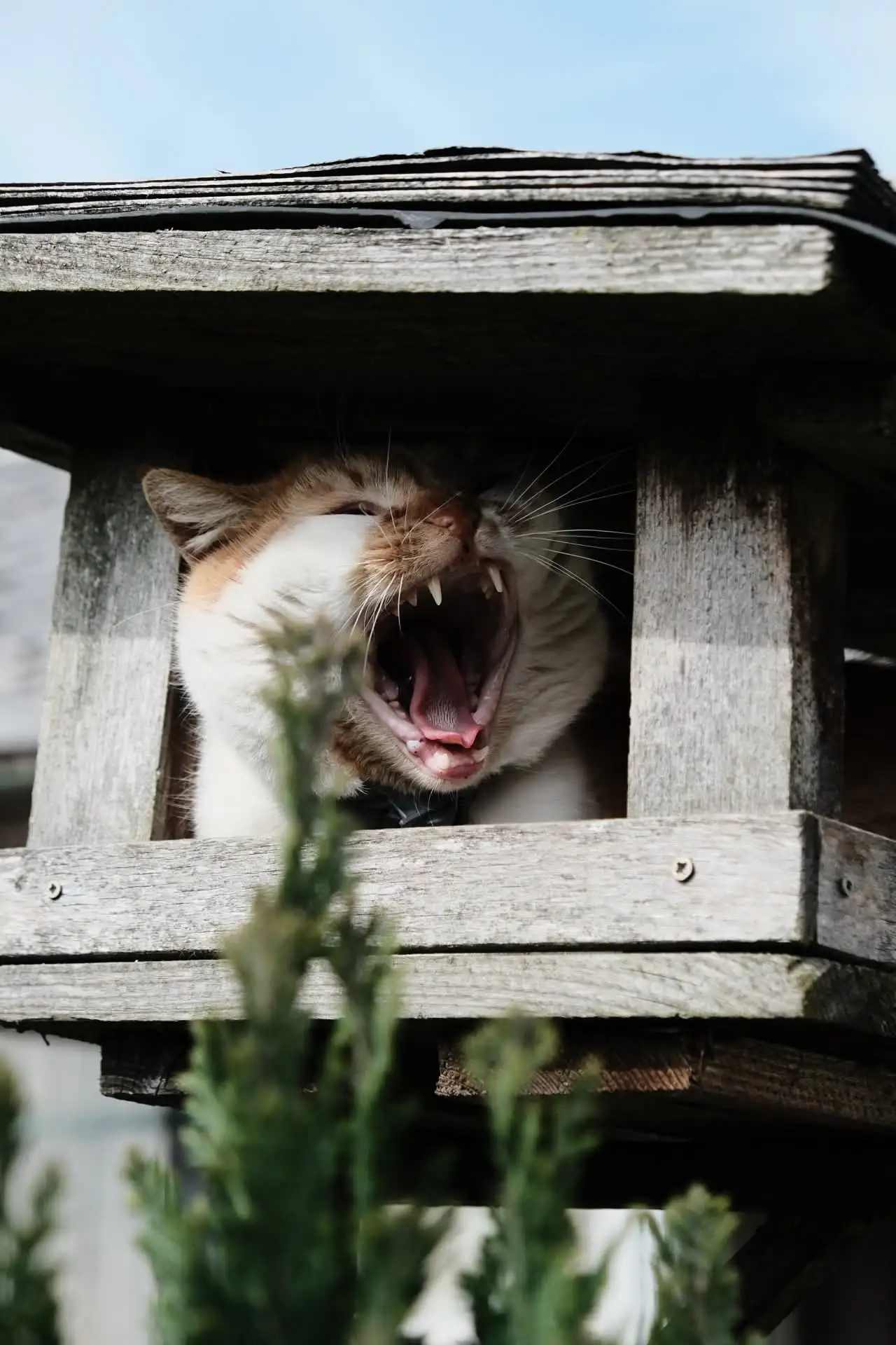 Fotografie animals 1 (zvířecí foto).