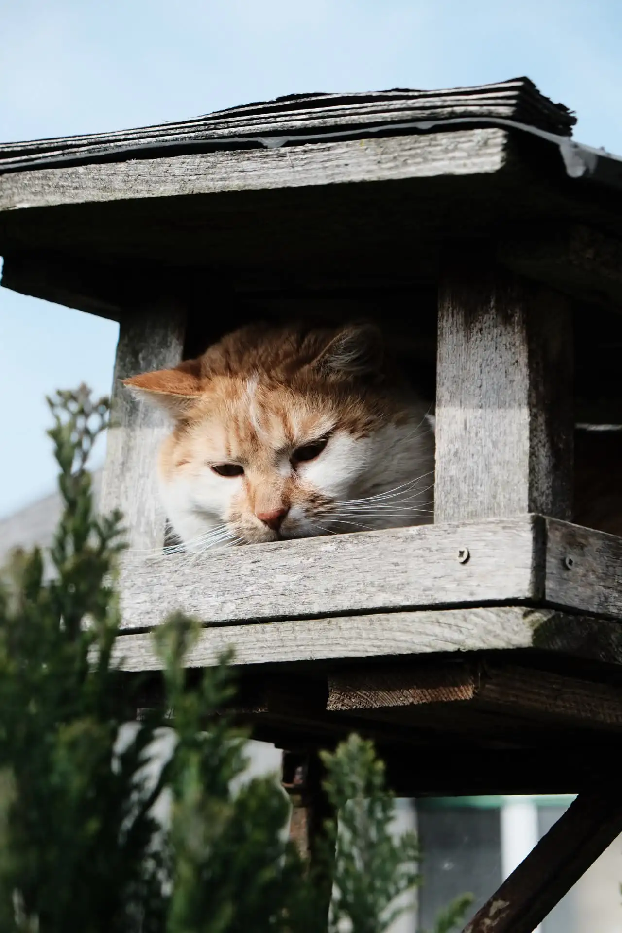 Fotografie animals 2 (zvířecí foto).