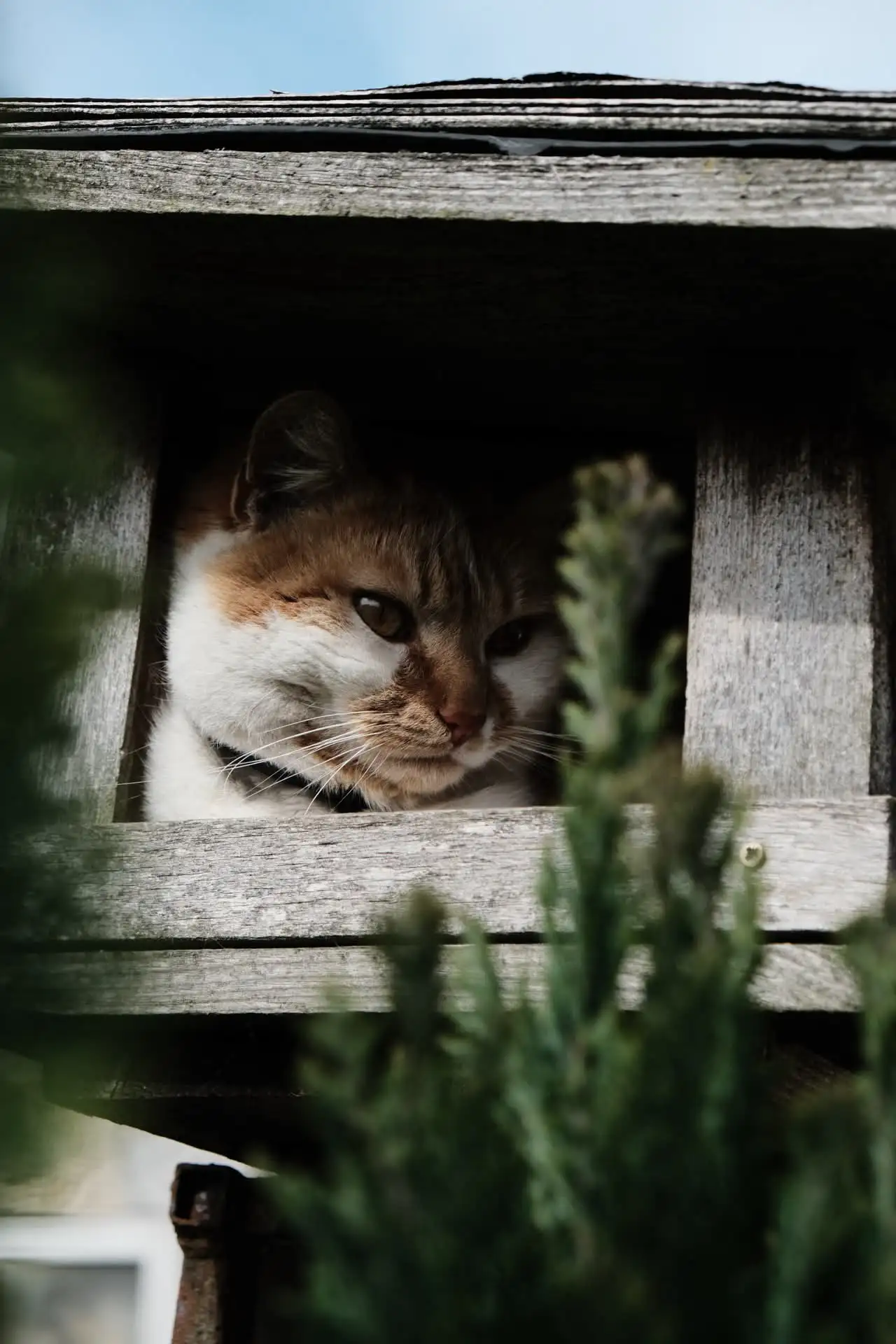 Fotografie animals 3 (zvířecí foto).