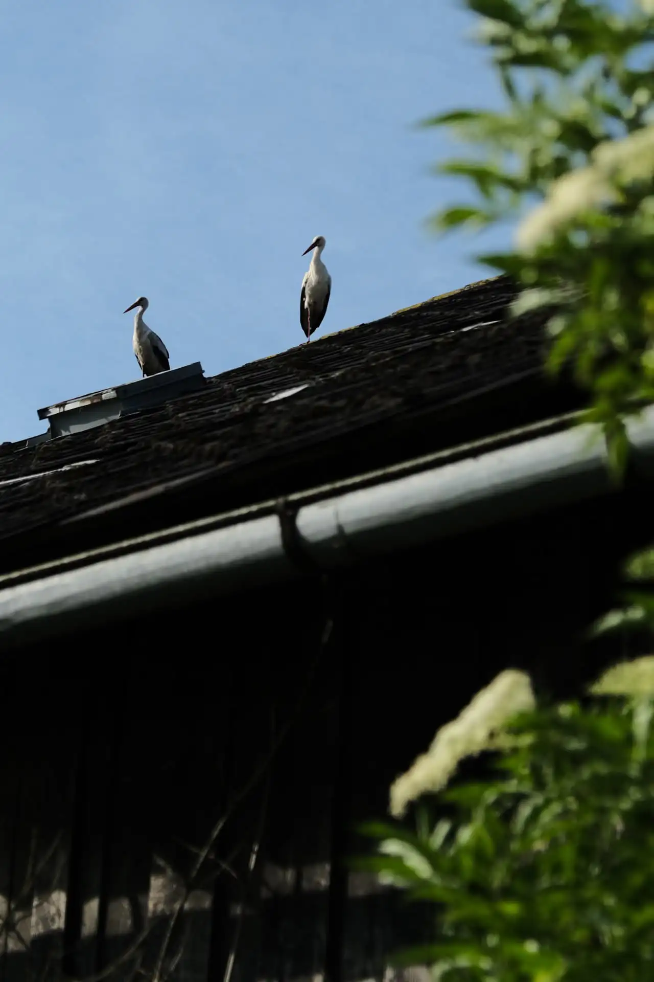 Fotografie animals 5 (zvířecí foto).