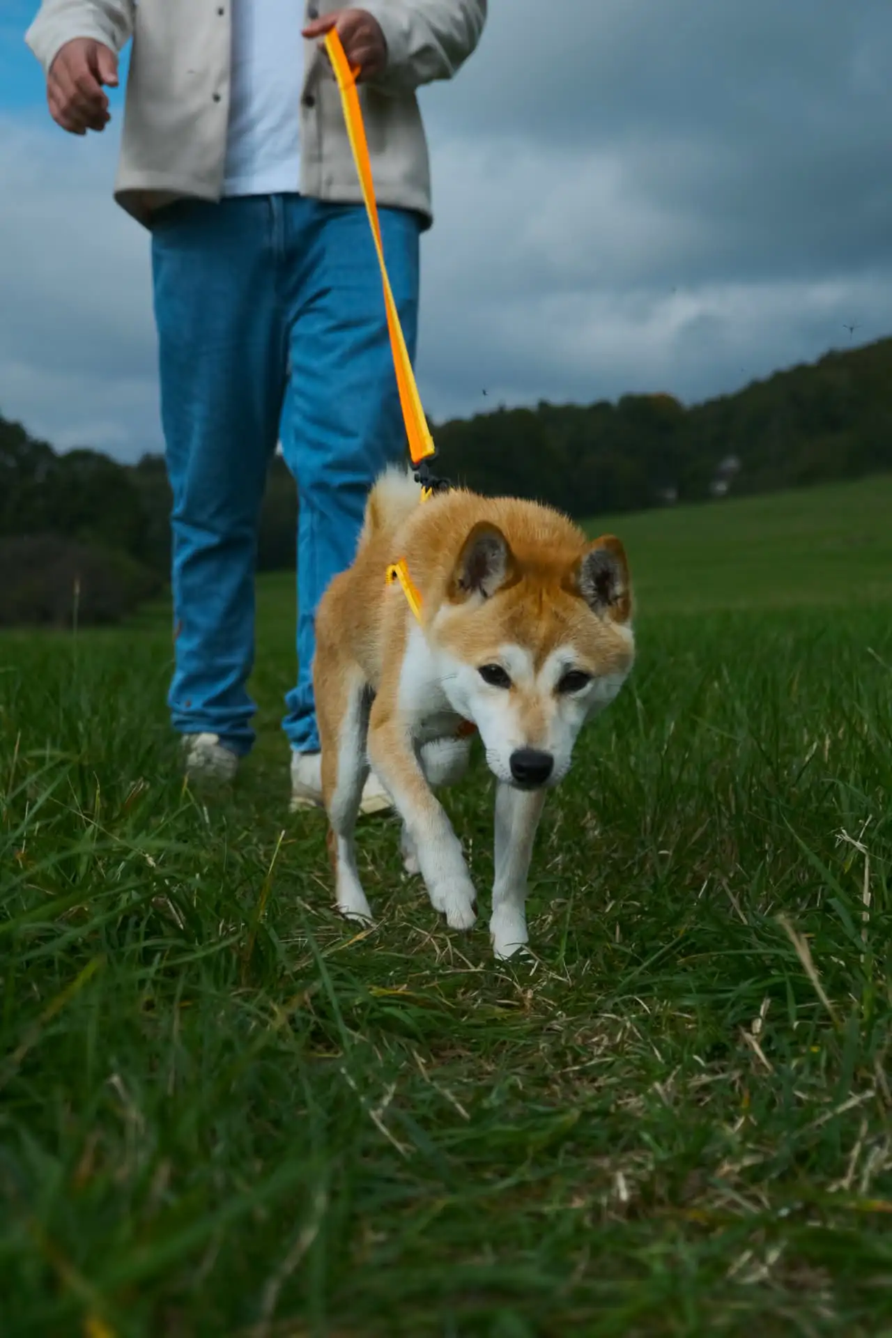 Fotografie renda 2 (zvířecí foto).