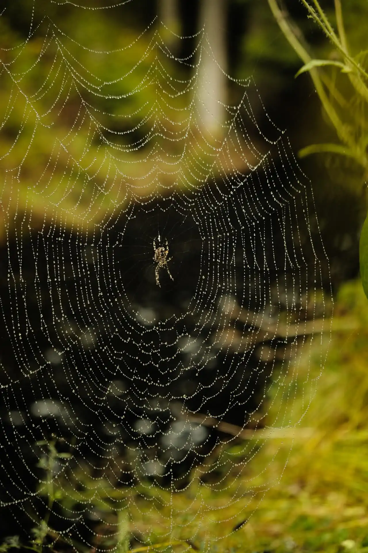 Fotografie sumava 1 (přírodní foto, zvířecí foto).