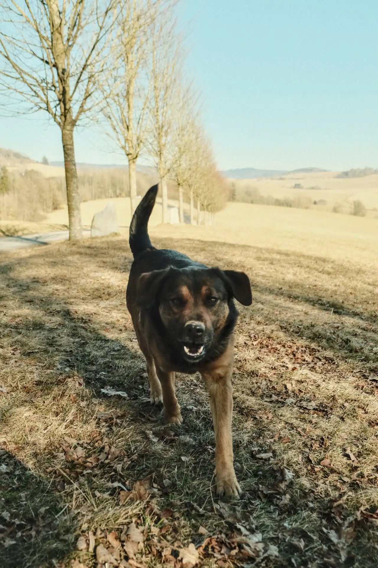 Fotografie vojta 1 (zvířecí foto).