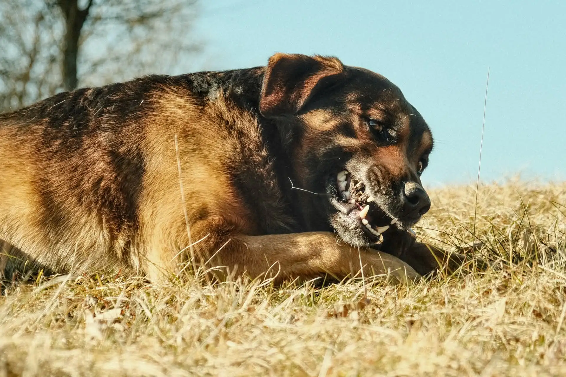 Fotografie vojta 3 (zvířecí foto).