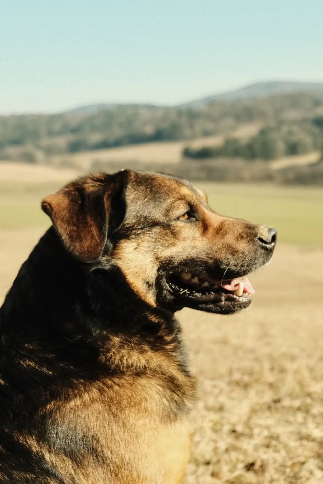 Fotografie vojta 4 (zvířecí foto).