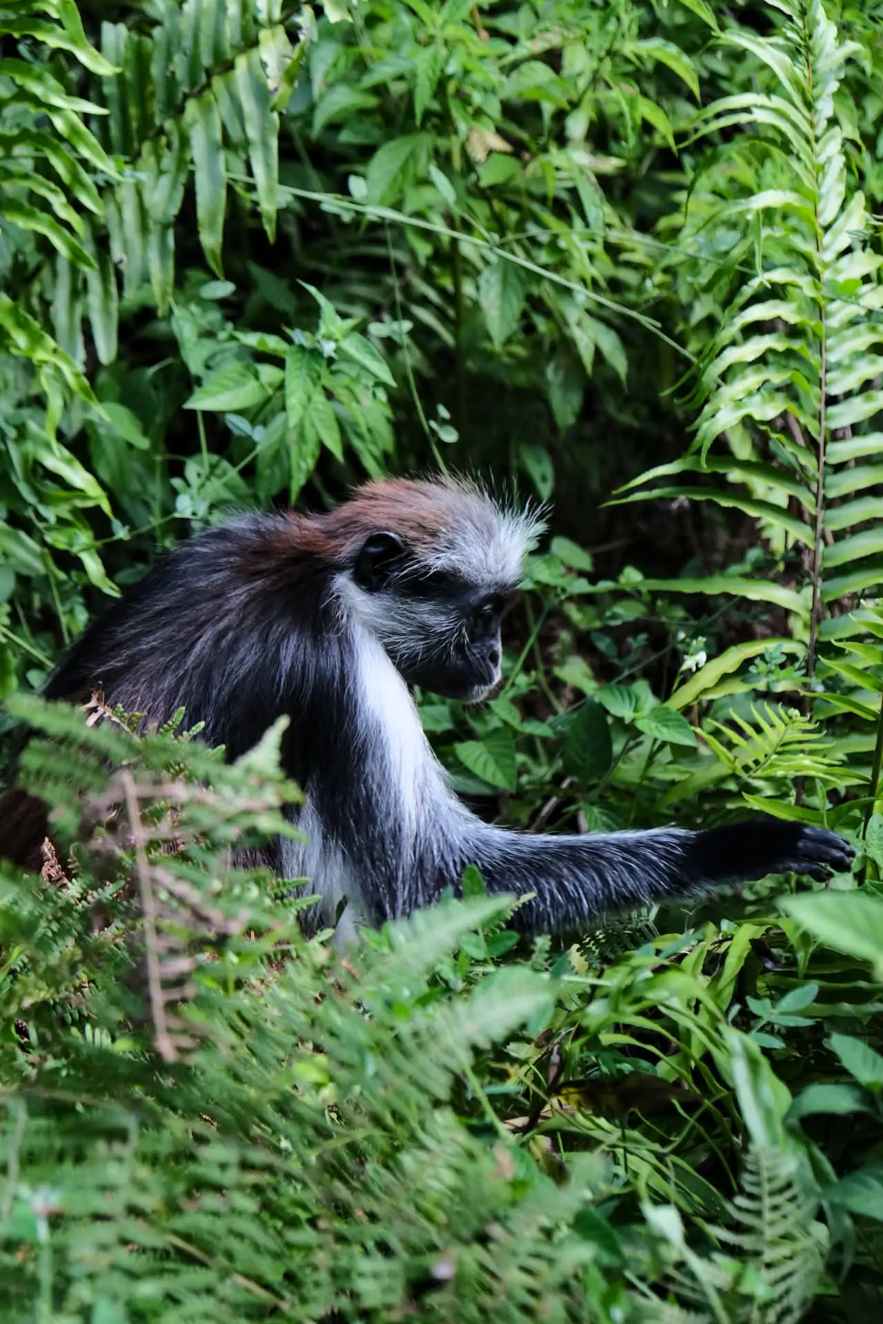 Fotografie zanzibar 3 (cestovatelské foto, zvířecí foto).